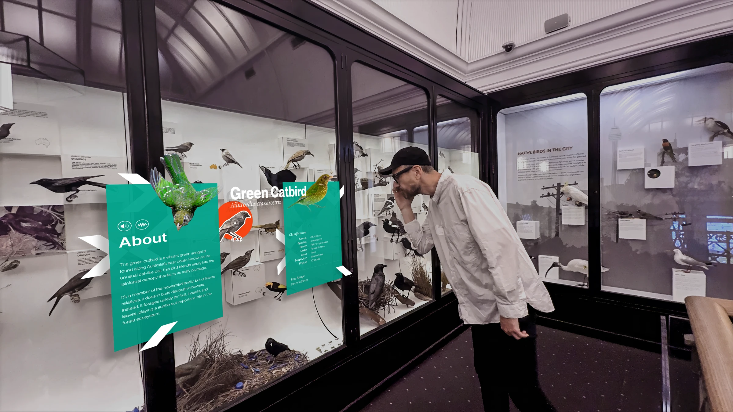 Mockup of a museum visitor wearing AR glasses, viewing a bird specimen in the Birds of Australia exhibition with information panels and media floating in space around it